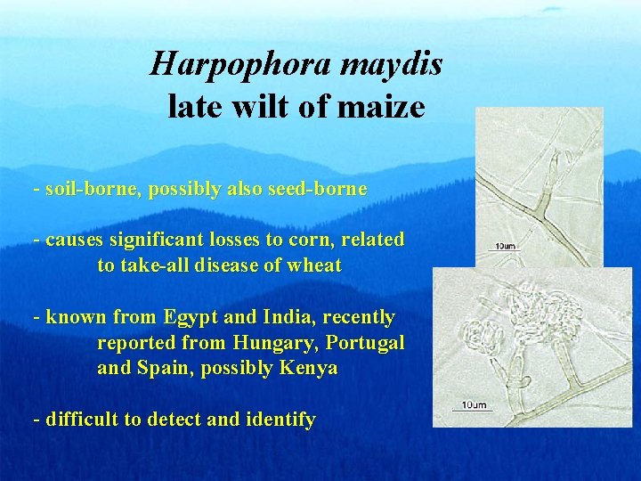 Harpophora maydis late wilt of maize - soil-borne, possibly also seed-borne - causes significant Harpophora maydis late wilt of maize - soil-borne, possibly also seed-borne - causes significant