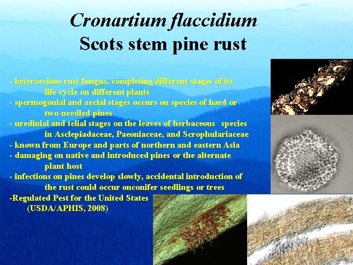 Cronartium flaccidium Scots stem pine rust - heteroecious rust fungus, completing different stages of Cronartium flaccidium Scots stem pine rust - heteroecious rust fungus, completing different stages of