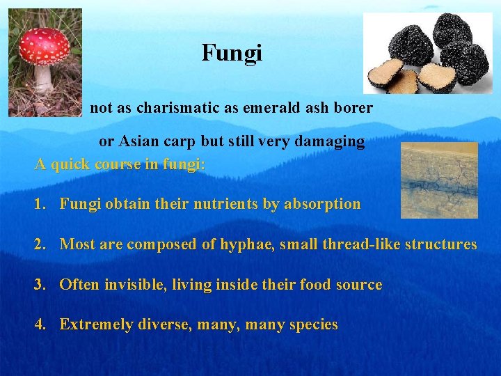 Fungi not as charismatic as emerald ash borer or Asian carp but still very Fungi not as charismatic as emerald ash borer or Asian carp but still very