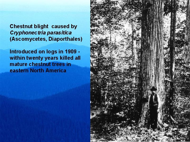 Chestnut blight caused by Cryphonectria parasitica (Ascomycetes, Diaporthales) Introduced on logs in 1909 within Chestnut blight caused by Cryphonectria parasitica (Ascomycetes, Diaporthales) Introduced on logs in 1909 within