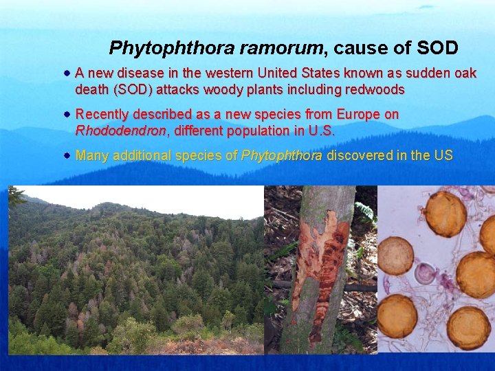 Phytophthora ramorum, cause of SOD A new disease in the western United States known Phytophthora ramorum, cause of SOD A new disease in the western United States known