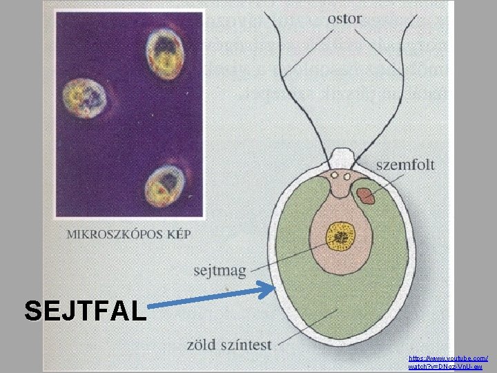 SEJTFAL https: //www. youtube. com/ watch? v=DNgz-Vn. U-ew 