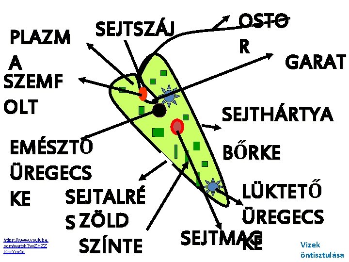 PLAZM A SZEMF OLT SEJTSZÁJ EMÉSZTŐ ÜREGECS SEJTALRÉ KE S ZÖLD SZÍNTE https: //www.