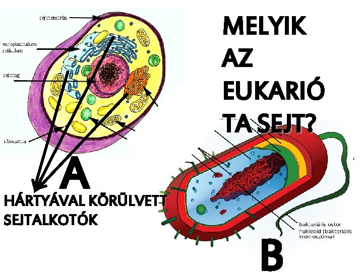 MELYIK AZ EUKARIÓ TA SEJT? A HÁRTYÁVAL KÖRÜLVETT SEJTALKOTÓK B 