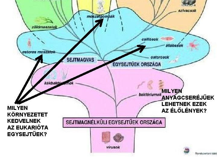 MILYEN KÖRNYEZETET KEDVELNEK AZ EUKARIÓTA EGYSEJTŰEK? MILYEN ANYAGCSERÉJŰEK LEHETNEK EZEK AZ ÉLŐLÉNYEK? 