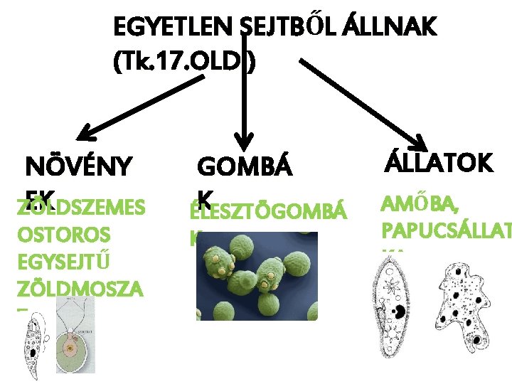 EGYETLEN SEJTBŐL ÁLLNAK (Tk. 17. OLD. ) NÖVÉNY EK ZÖLDSZEMES OSTOROS EGYSEJTŰ ZÖLDMOSZA T