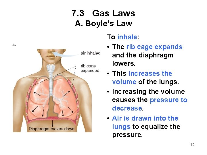 7. 3 Gas Laws A. Boyle’s Law To inhale: • The rib cage expands