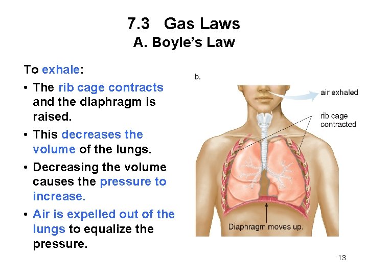 7. 3 Gas Laws A. Boyle’s Law To exhale: • The rib cage contracts