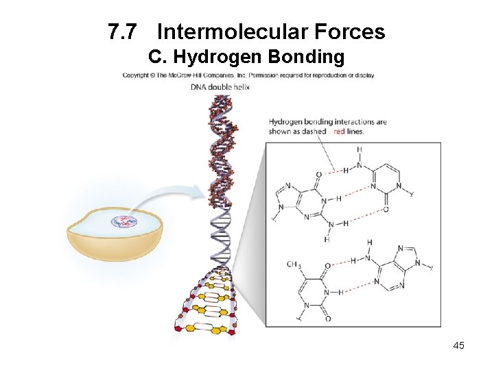 7. 7 Intermolecular Forces C. Hydrogen Bonding 45 