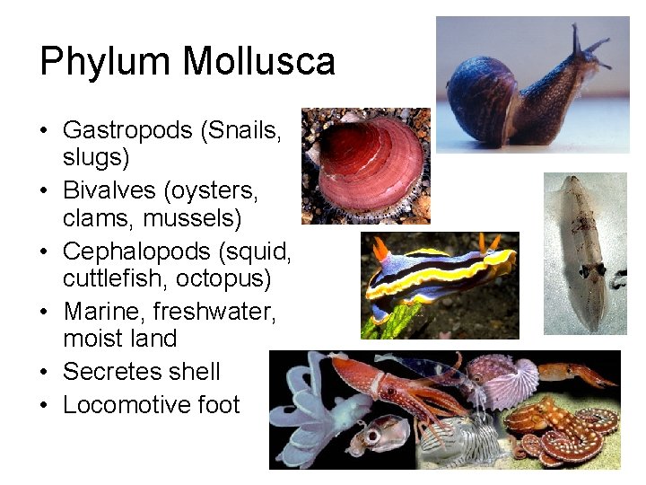 Phylum Mollusca • Gastropods (Snails, slugs) • Bivalves (oysters, clams, mussels) • Cephalopods (squid,