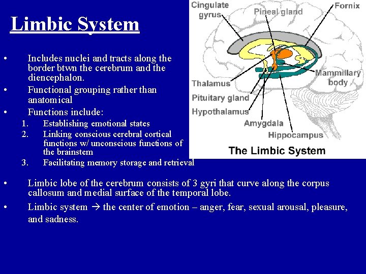 Limbic System • • • Includes nuclei and tracts along the border btwn the
