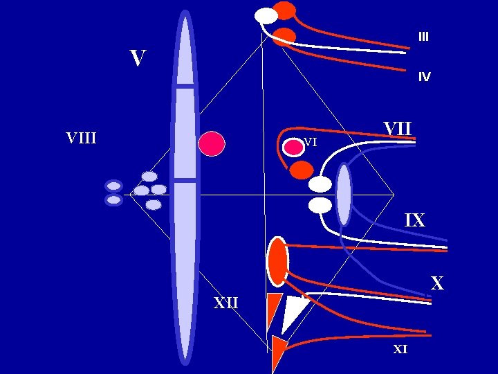 III V IV VIII VI VII IX X XII XI 