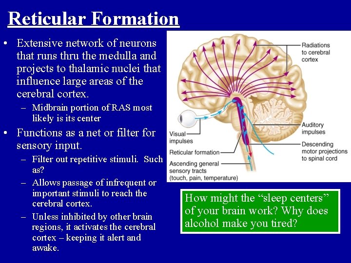 Reticular Formation • Extensive network of neurons that runs thru the medulla and projects