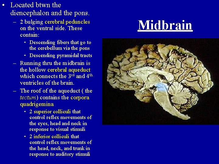  • Located btwn the diencephalon and the pons. – 2 bulging cerebral peduncles