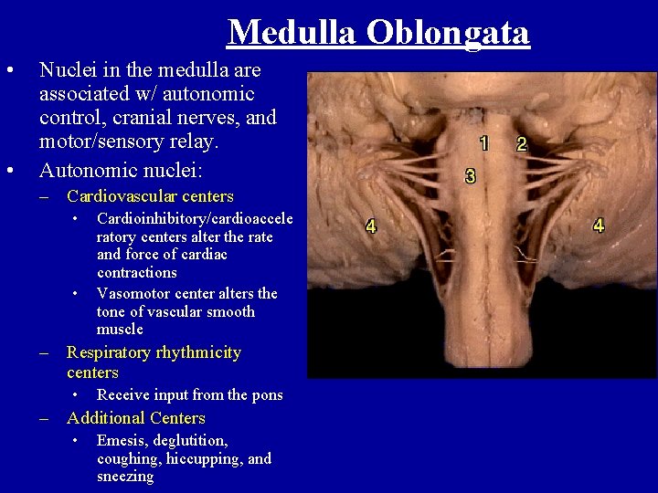 Medulla Oblongata • • Nuclei in the medulla are associated w/ autonomic control, cranial