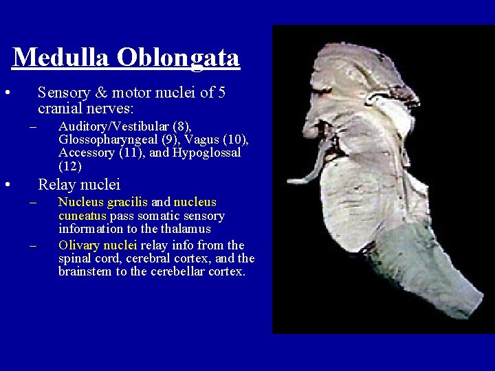 Medulla Oblongata • Sensory & motor nuclei of 5 cranial nerves: – • Auditory/Vestibular