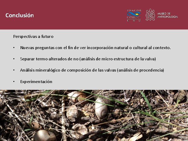 Conclusión Perspectivas a futuro • Nuevas preguntas con el fin de ver incorporación natural