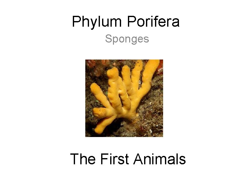 Phylum Porifera Sponges The First Animals 