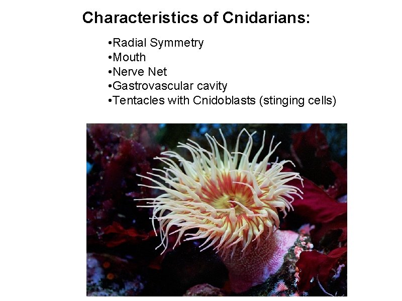 Characteristics of Cnidarians: • Radial Symmetry • Mouth • Nerve Net • Gastrovascular cavity