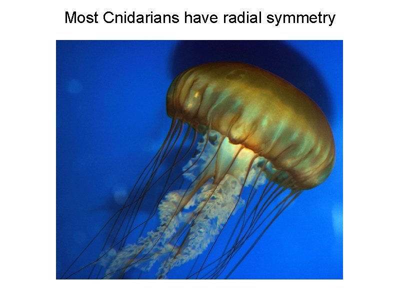 Most Cnidarians have radial symmetry 