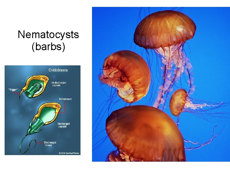 Nematocysts (barbs) 