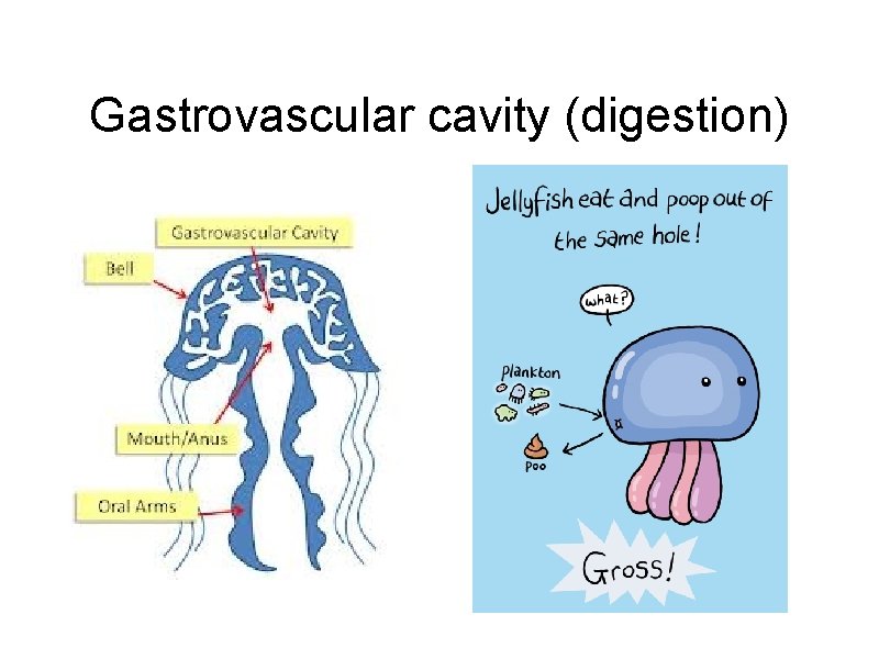 Gastrovascular cavity (digestion) 