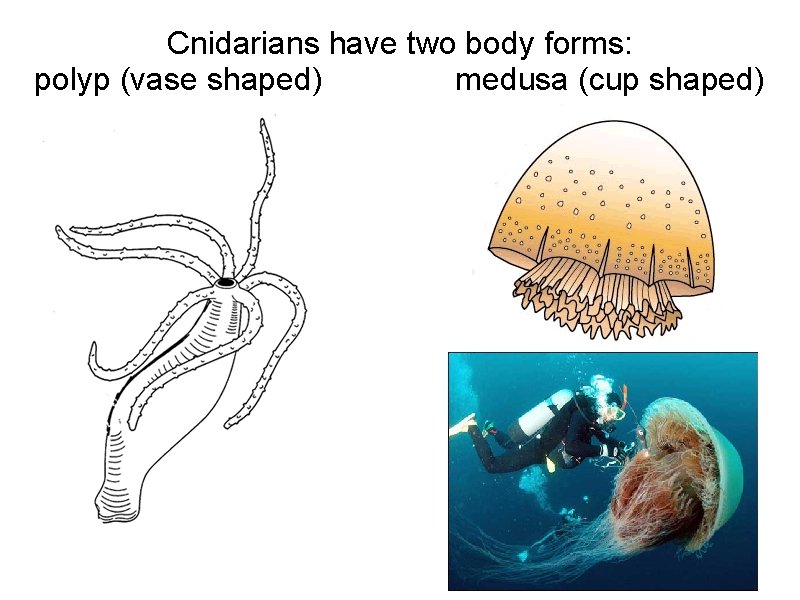 Cnidarians have two body forms: polyp (vase shaped) medusa (cup shaped) 