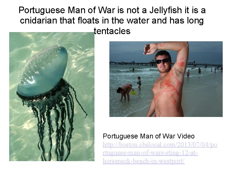 Portuguese Man of War is not a Jellyfish it is a cnidarian that floats