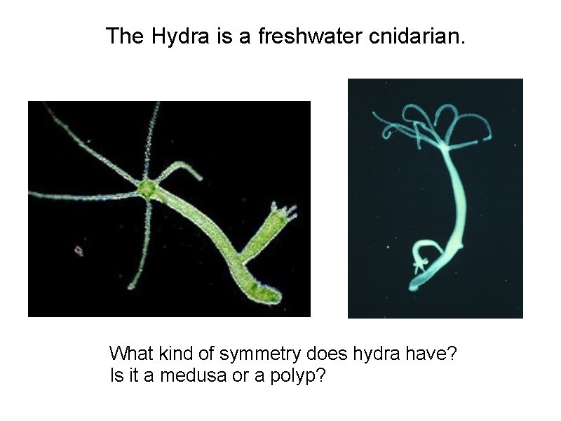 The Hydra is a freshwater cnidarian. What kind of symmetry does hydra have? Is