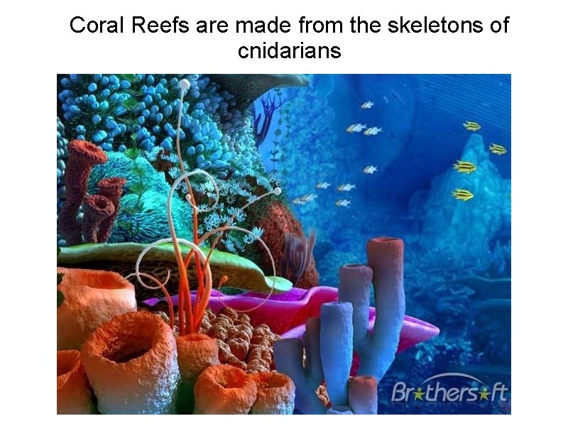 Coral Reefs are made from the skeletons of cnidarians 