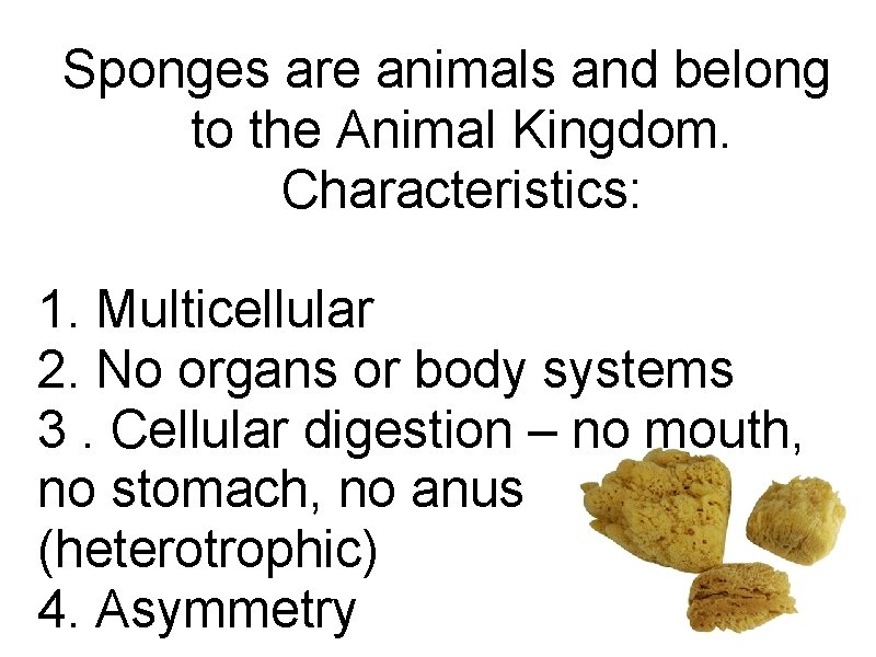 Sponges are animals and belong to the Animal Kingdom. Characteristics: 1. Multicellular 2. No