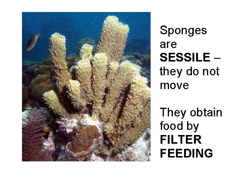 Sponges are SESSILE – they do not move They obtain food by FILTER FEEDING