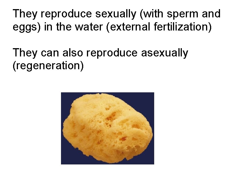 They reproduce sexually (with sperm and eggs) in the water (external fertilization) They can