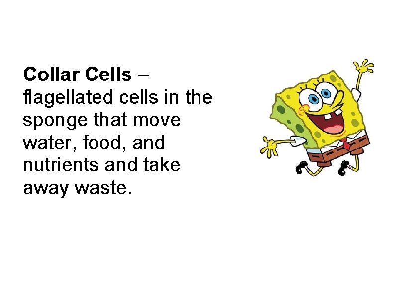 Collar Cells – flagellated cells in the sponge that move water, food, and nutrients