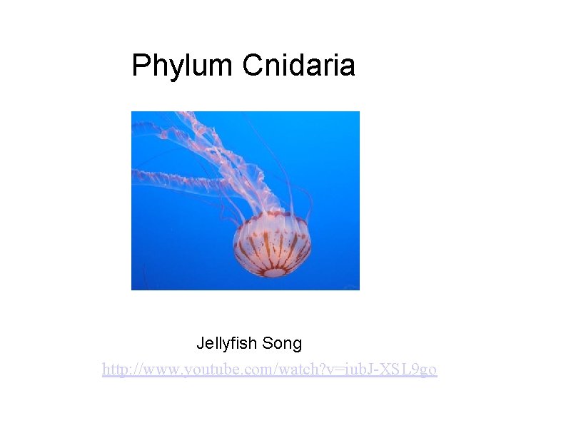 Phylum Cnidaria Jellyfish Song http: //www. youtube. com/watch? v=iub. J-XSL 9 go 