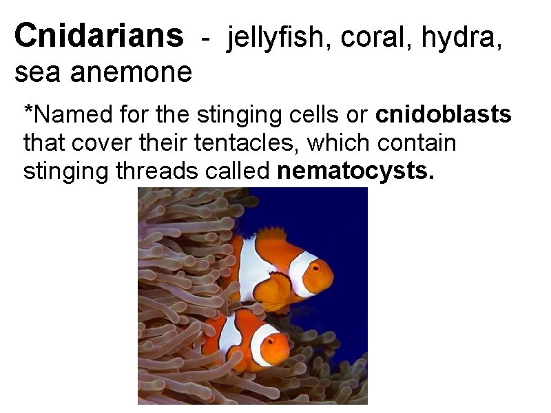 Cnidarians - jellyfish, coral, hydra, sea anemone *Named for the stinging cells or cnidoblasts