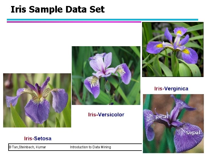 Iris Sample Data Set © Tan, Steinbach, Kumar Introduction to Data Mining 8/05/2005 7