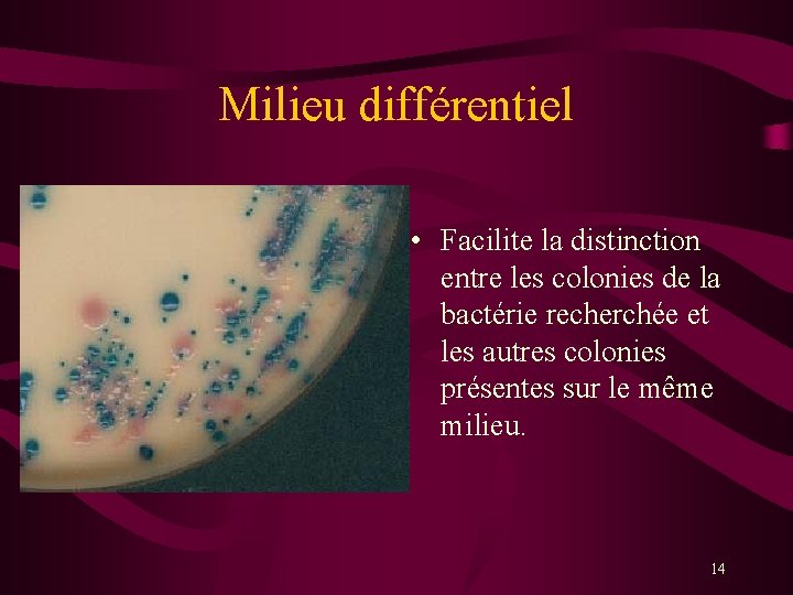 Milieu différentiel • Facilite la distinction entre les colonies de la bactérie recherchée et