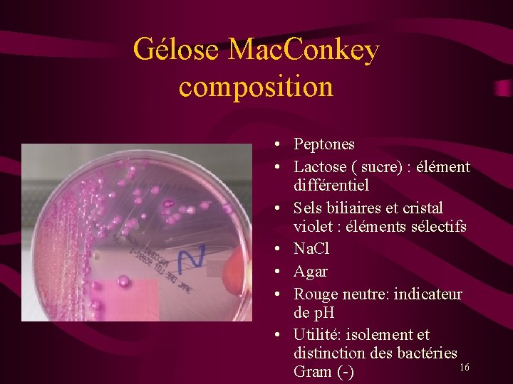 Gélose Mac. Conkey composition • Peptones • Lactose ( sucre) : élément différentiel •