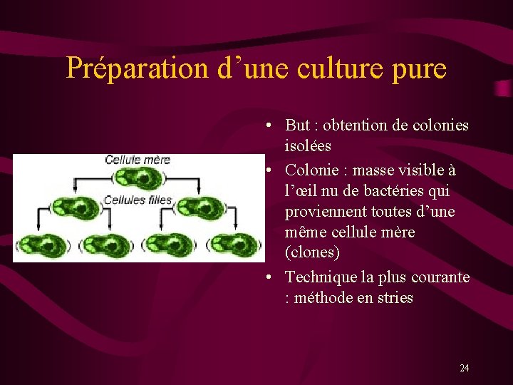 Préparation d’une culture pure • But : obtention de colonies isolées • Colonie :