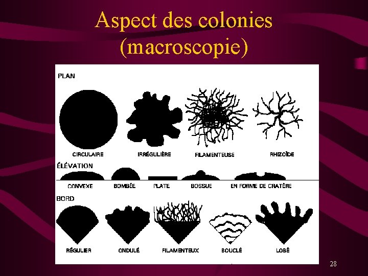 Aspect des colonies (macroscopie) 28 