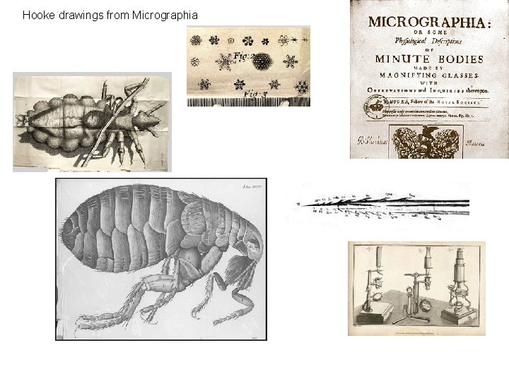 Hooke drawings from Micrographia 