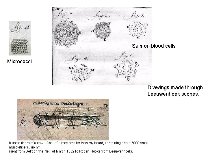 Salmon blood cells Micrococci Drawings made through Leeuwenhoek scopes. Muscle fibers of a cow.