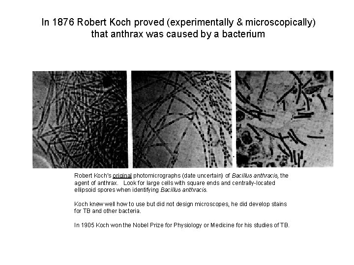 In 1876 Robert Koch proved (experimentally & microscopically) that anthrax was caused by a