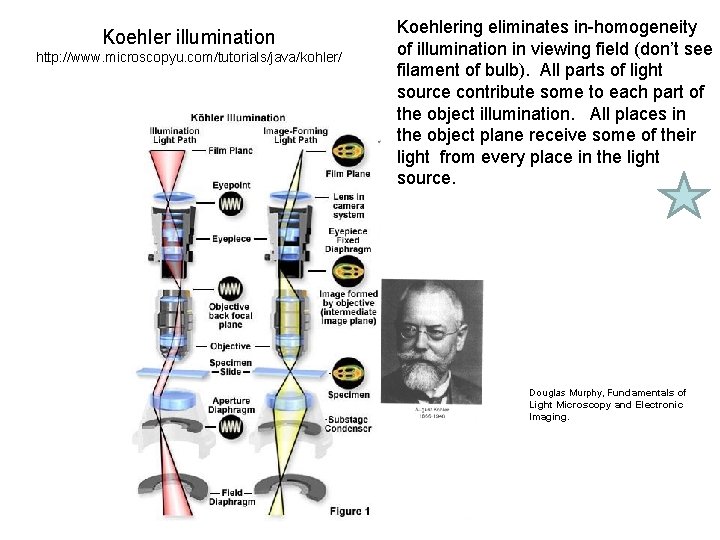 Koehler illumination http: //www. microscopyu. com/tutorials/java/kohler/ Koehlering eliminates in-homogeneity of illumination in viewing field