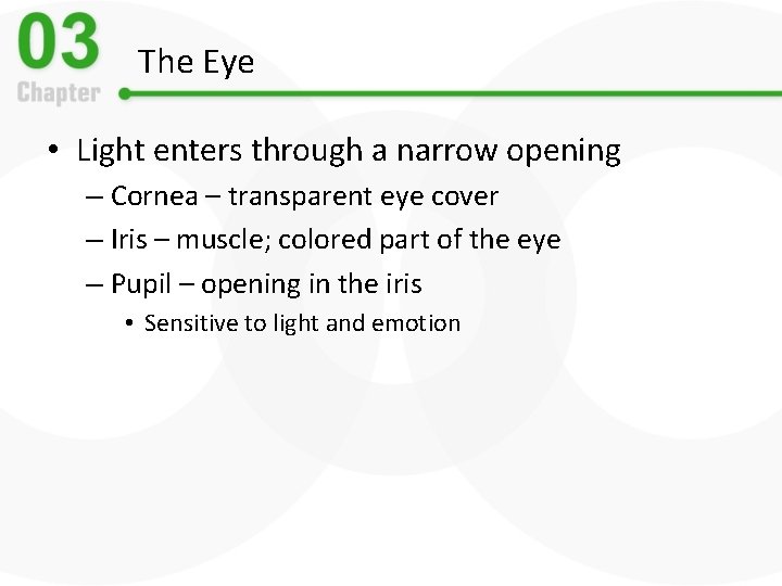 The Eye • Light enters through a narrow opening – Cornea – transparent eye