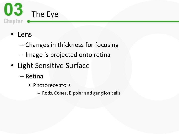 The Eye • Lens – Changes in thickness for focusing – Image is projected