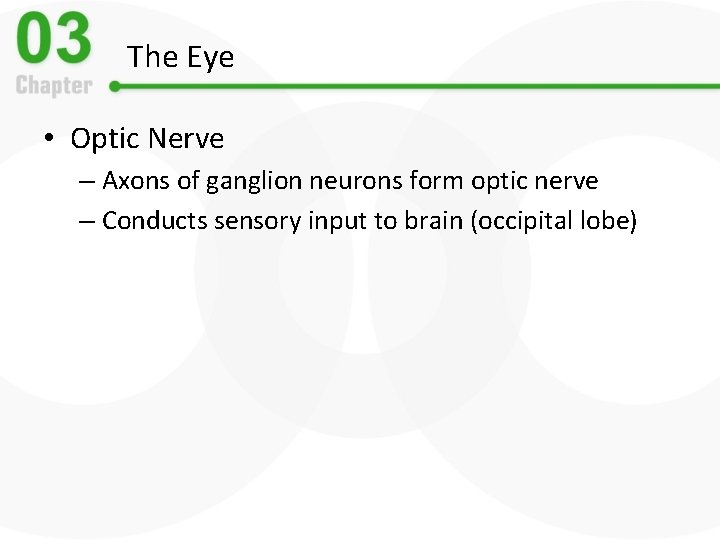 The Eye • Optic Nerve – Axons of ganglion neurons form optic nerve –