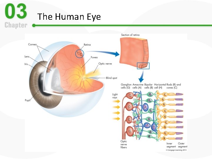 The Human Eye 