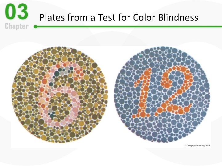 Plates from a Test for Color Blindness 